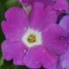 Auricula Rachel Kinnen - Abriachan Nurseries